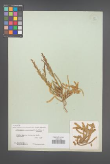 Arthrocnemum macrostachyum [KOR 11930]