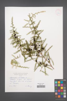 Asparagus acutifolius [KOR 41882]