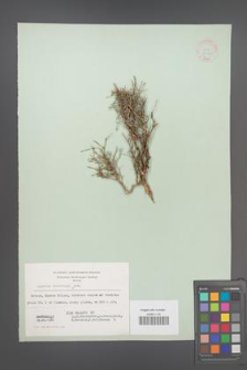 Asperula brevifolia [KOR 21161]