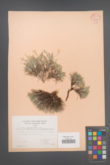 Astragalus angustifolius [KOR 54111]