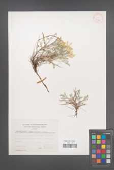 Astragalus angustifolius [KOR 25121]