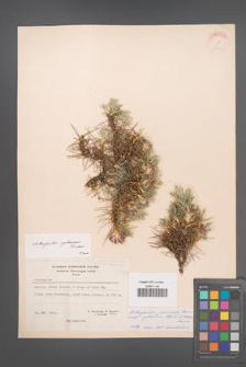 Astragalus cylleneus [KOR 21175]