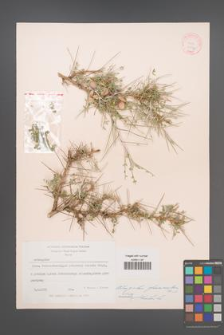 Astragalus glaucacanthus [KOR 11971]