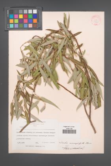 Salix acmophylla [KOR 18762]