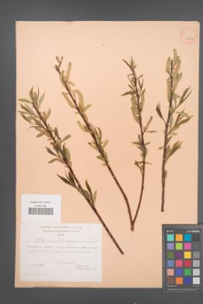 Salix acmophylla [KOR 24234]