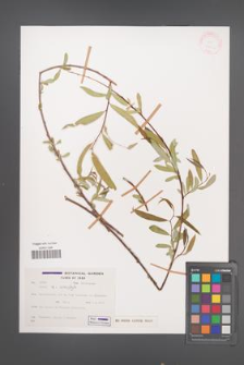 Salix acmophylla [KOR 27756]