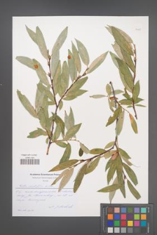 Salix acutifolia [KOR 51185]