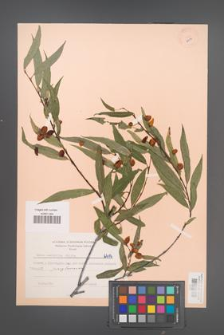 Salix acutifolia [KOR 6414]