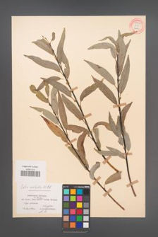 Salix acutifolia [KOR 55308]