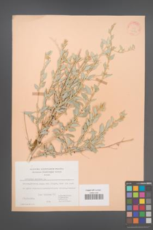 Atriplex halimus [KOR 21183]