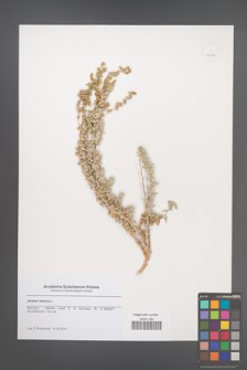 Atriplex halimus [KOR 51124]