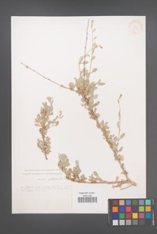 Atriplex portulacoides [KOR 33190]