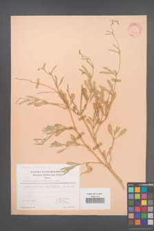 Atriplex portulacoides [KOR 30264]