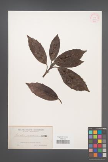 Aucuba japonica [KOR 341]