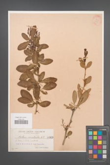 Berberis canadensis [KOR 523]