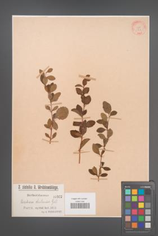 Berberis chilensis [KOR 522]