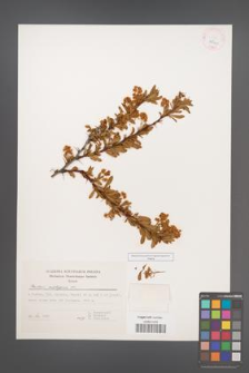 Berberis crataegina [KOR 25149]