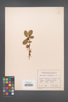 Berberis ilicifolia [KOR 24940]