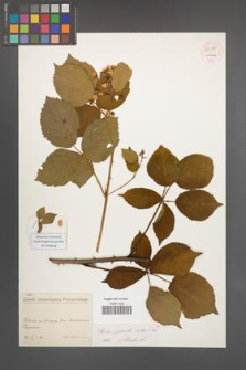 Rubus plicatus [KOR 54179]