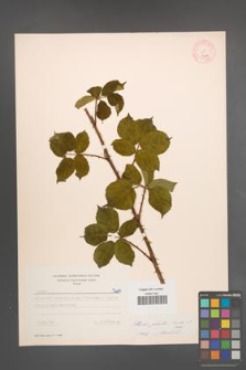Rubus plicatus [KOR 7204]