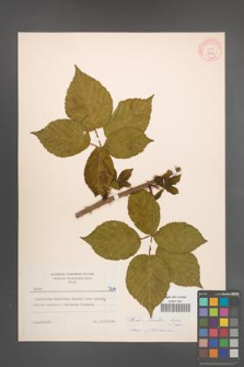Rubus plicatus [KOR 7214]