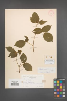 Rubus plicatus [KOR 10930]