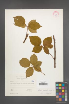 Rubus plicatus [KOR 5829]