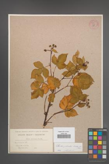 Rubus plicatus [KOR 54869]