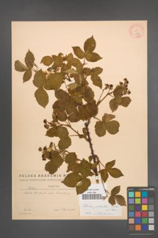 Rubus plicatus [KOR 2114]