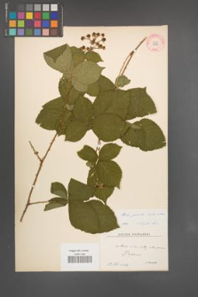 Rubus plicatus [KOR 10895]