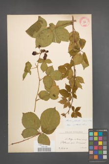 Rubus plicatus [KOR 10894]
