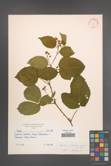 Rubus plicatus [KOR 7187]