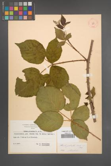 Rubus plicatus [KOR 8334]