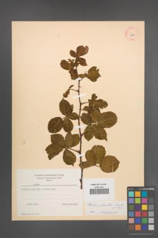 Rubus plicatus [KOR 10878]