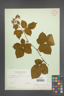 Rubus plicatus [KOR 10876]