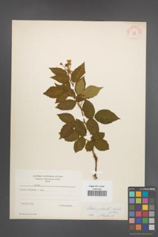 Rubus plicatus [KOR 10915]