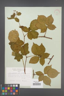 Rubus plicatus [KOR 30671]