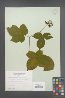 Rubus plicatus [KOR 30594]