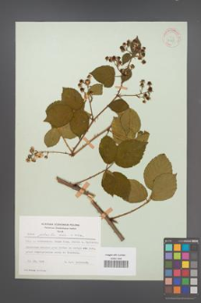 Rubus plicatus [KOR 30668]