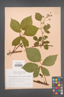 Rubus plicatus [KOR 29996]