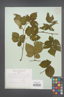 Rubus plicatus [KOR 30690]