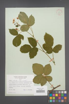 Rubus plicatus [KOR 30669]