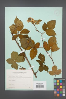 Rubus plicatus [KOR 23423]