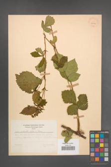 Rubus plicatus [KOR 30006]