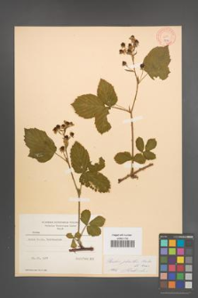 Rubus plicatus [KOR 8714]