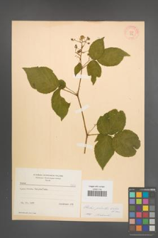 Rubus plicatus [KOR 8732]