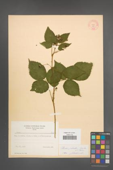 Rubus plicatus [KOR 8728]