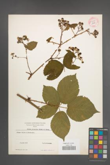 Rubus plicatus [KOR 54234]
