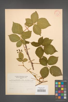 Rubus plicatus [KOR 30578]