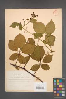 Rubus plicatus [KOR 30011]